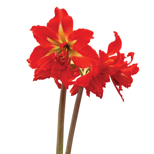 Amaryllis Sonatini Double - Samburu - 2 bulbs p-pack (474)