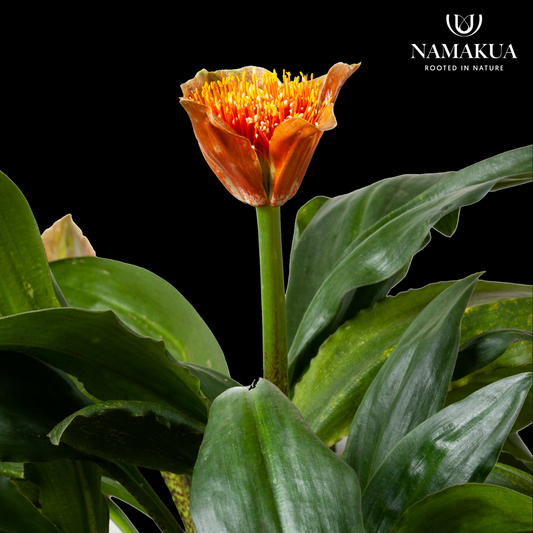 Scadoxus puniceus - 2 bulbs p-pack