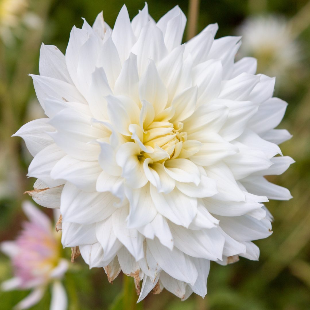 Dahlia Decorative - Snow Country - 1 bulb p-pack (6110)