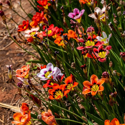 Sparaxis - Mixed - 25 bulbs p-pack (25)