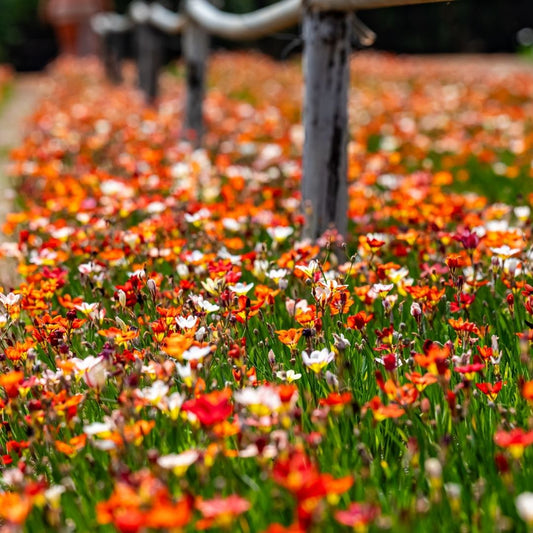 Sparaxis - Mixed - 50 bulbs p-pack (225)