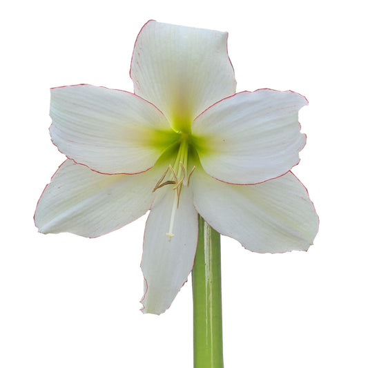Amaryllis - Sonatini - Spellbound - 1 bulb p-pack (4906)