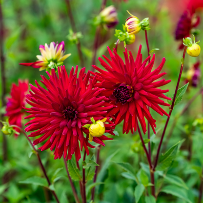 Dahlia Cactus - Sure Thing - 1 bulb p-pack (45)