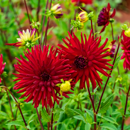 Dahlia Cactus - Sure Thing - 1 bulb p-pack (45)