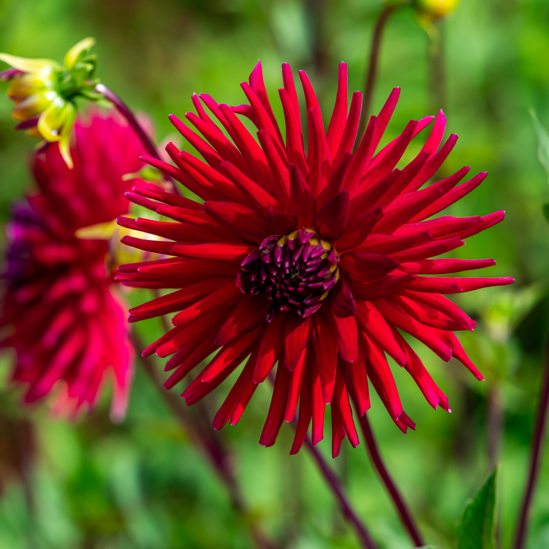 Dahlia Cactus - Sure Thing - 1 bulb p-pack (45)