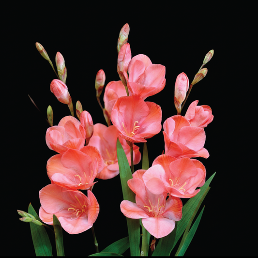 Tritonia 'Tangerine' - 25 bulbs p-pack