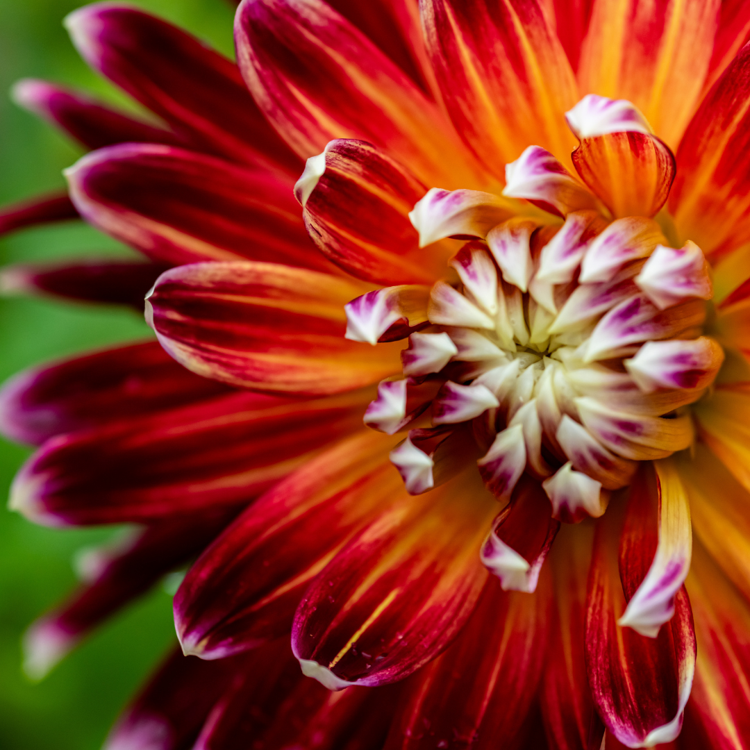 Dahlia Terrace - Tango - 2 bulbs p-pack (6749)