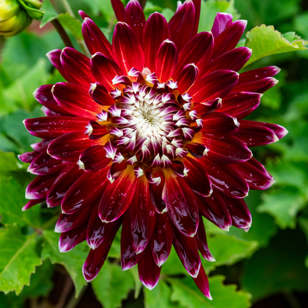Dahlia Terrace - Tango - 2 bulbs p-pack (6749)