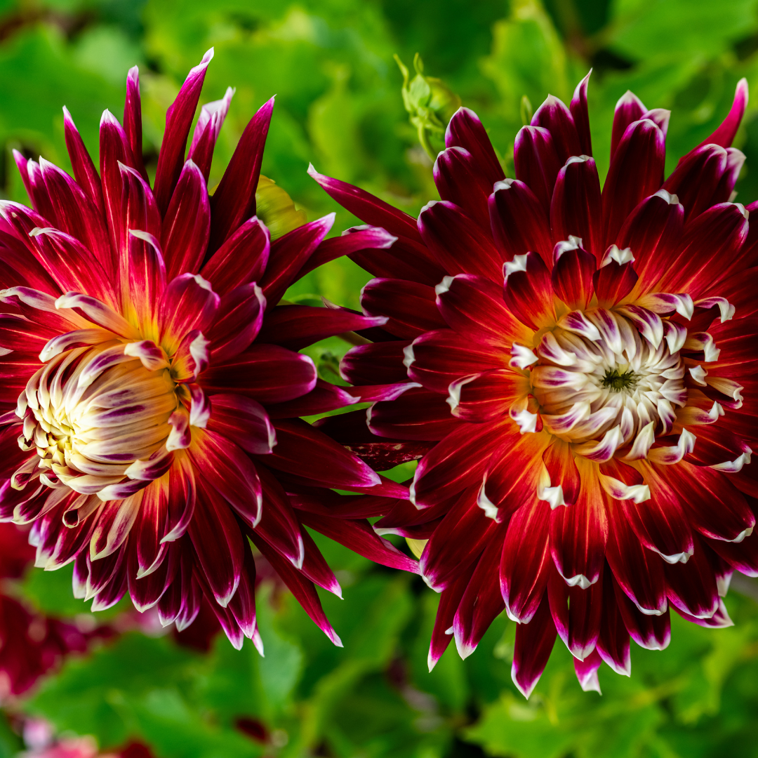 Dahlia Terrace - Tango - 2 bulbs p-pack (6749)