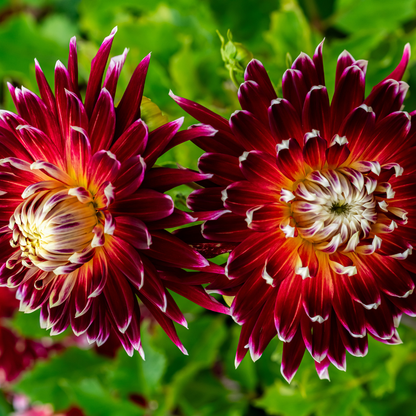 Dahlia Terrace - Tango - 2 bulbs p-pack (6749)