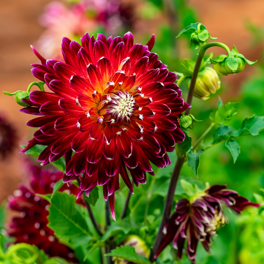 Dahlia Terrace - Tango - 2 bulbs p-pack (749)