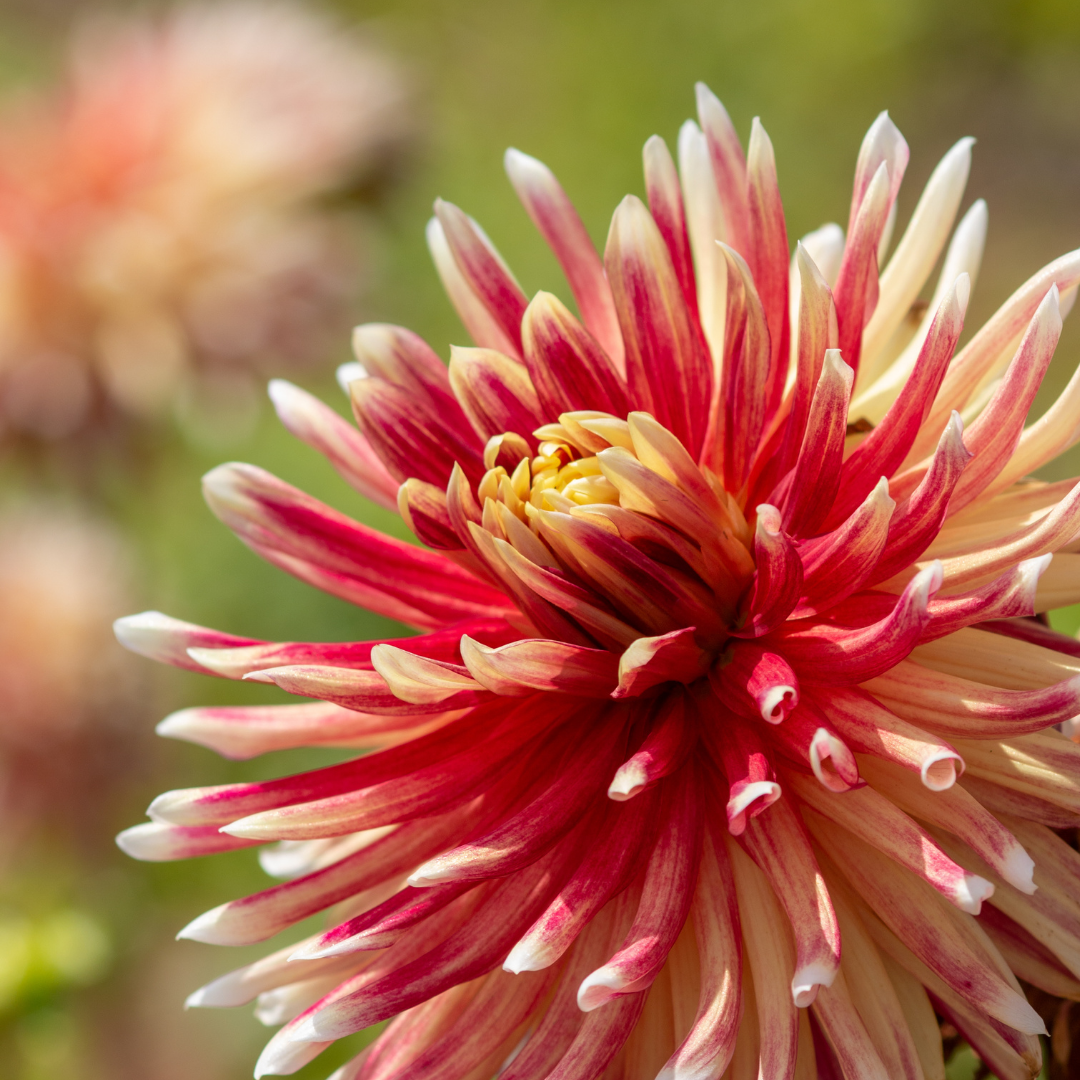 Dahlia Terrace - Tango - 2 bulbs p-pack (6749)