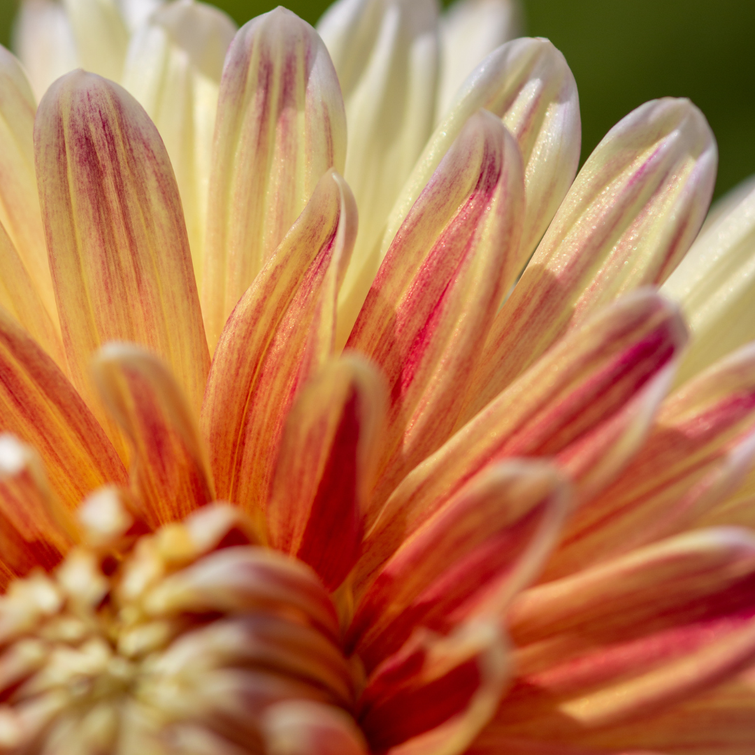 Dahlia Terrace - Tango - 2 bulbs p-pack (6749)