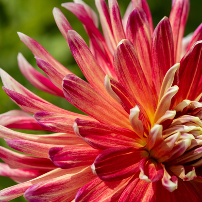 Dahlia Terrace - Tango - 2 bulbs p-pack (6749)