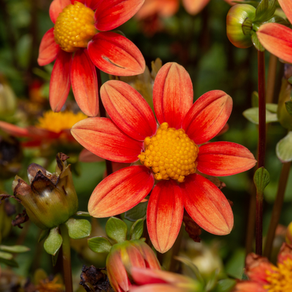 Dahlia Top Mix - Orange - 2 bulbs p-pack (330)