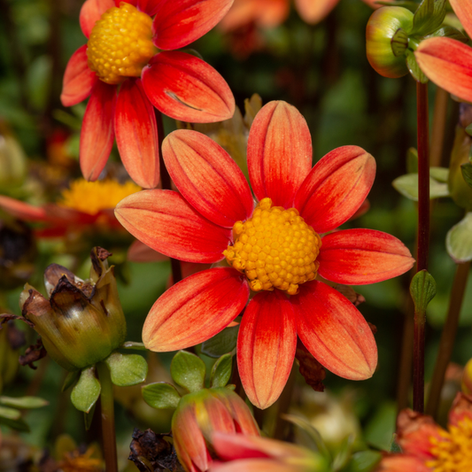Dahlia Top Mix - Orange - 2 bulbs p-pack (330)
