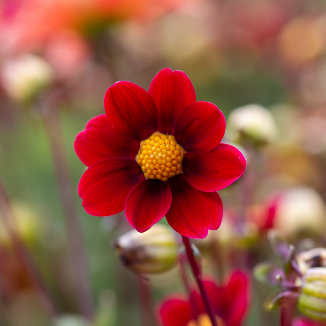 Dahlia Top Mix - Red - 2 bulbs p-pack (340)