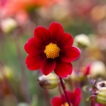 Dahlia Top Mix - Red - 2 bulbs p-pack (340)