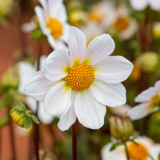 Dahlia Top Mix - White - 2 bulbs p-pack (310)