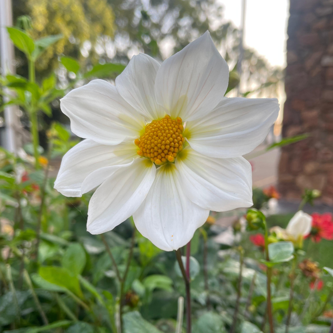 Dahlia Top Mix - White - 2 bulbs p-pack (310)