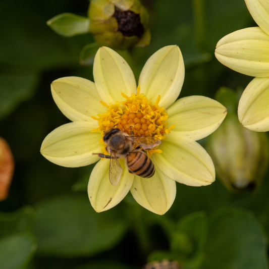 Dahlia Top Mix - Yellow - 2 bulbs p-pack (320)