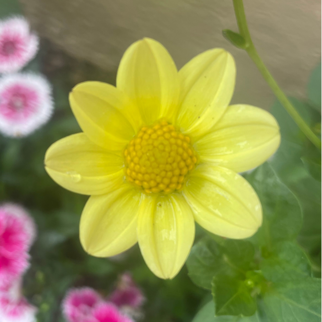 Dahlia Top Mix - Yellow - 2 bulbs p-pack (320)