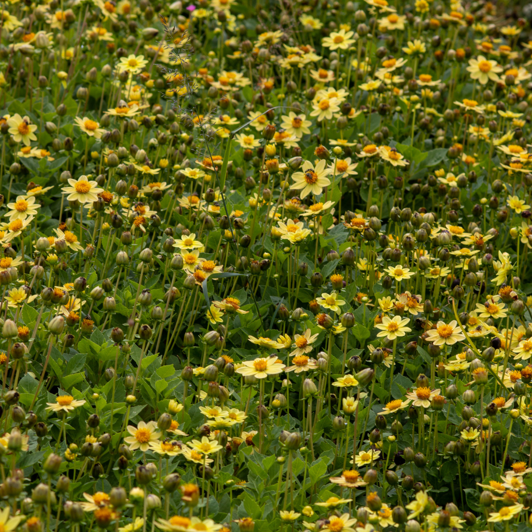 Dahlia Top Mix - Yellow - 2 bulbs p-pack (320)