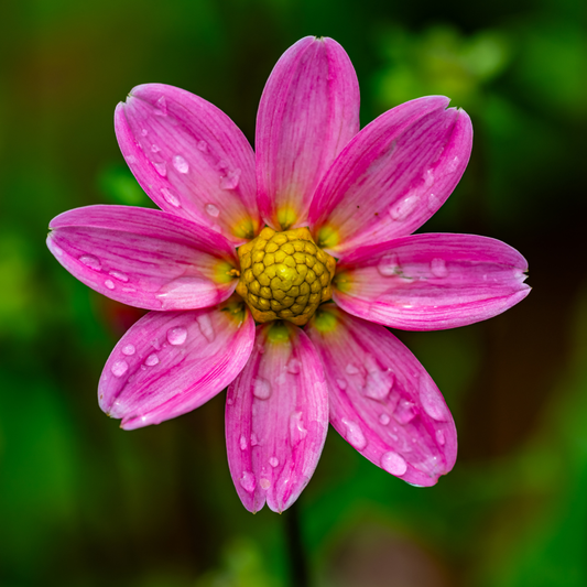 Dahlia Top Mix - Rose - 2 bulbs p-pack (364)
