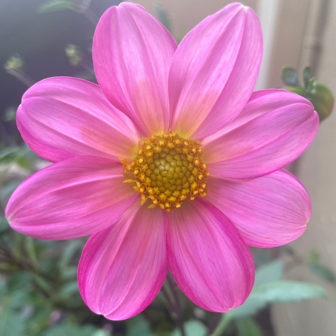 Dahlia Top Mix - Rose - 2 bulbs p-pack (364)