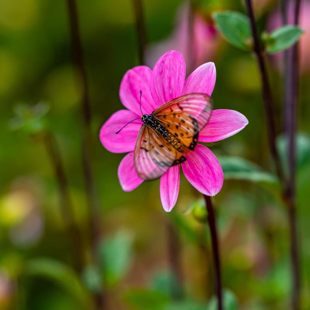 Dahlia Top Mix - Rose - 2 bulbs p-pack (364)