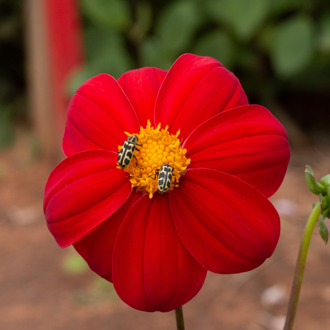 Dahlia Top Mix - Red - 2 bulbs p-pack (340)