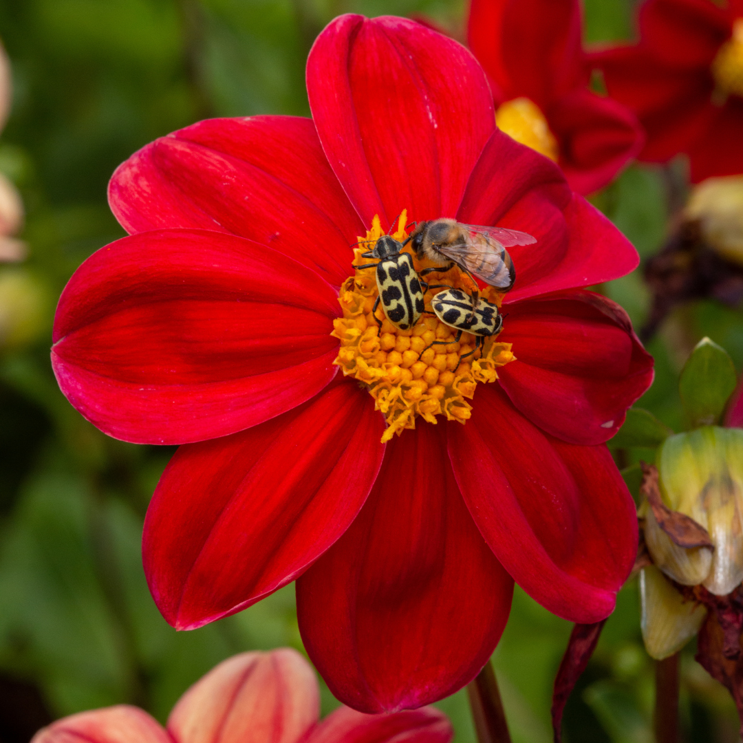 Dahlia Top Mix - Red - 2 bulbs p-pack (340)