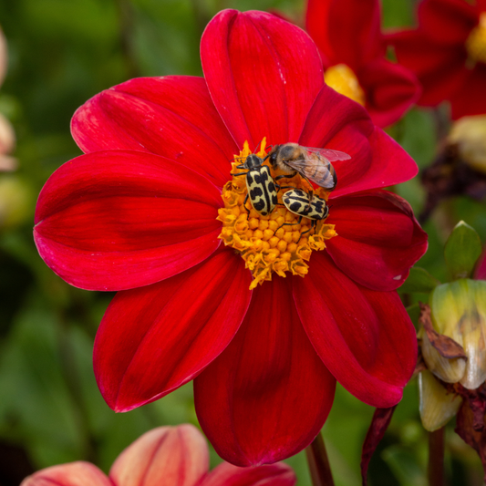 Dahlia Top Mix - Red - 2 bulbs p-pack (340)