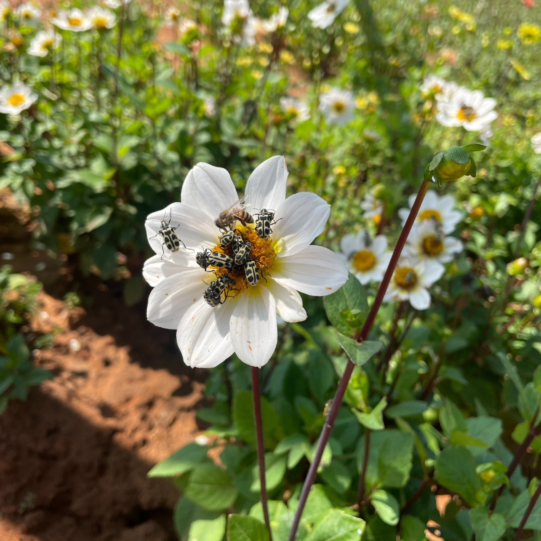 Dahlia Top Mix - White - 2 bulbs p-pack (310)