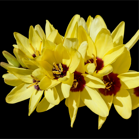 Ixia 'Yellow Emperor' - 25 bulbs p-pack