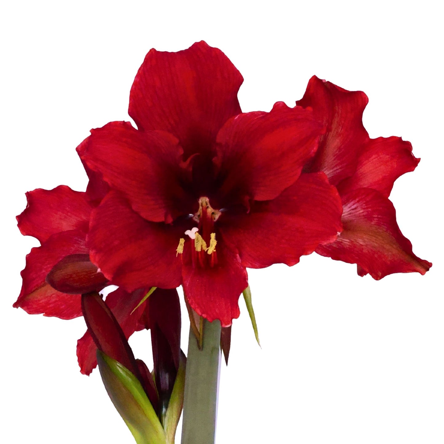 Amaryllis - Sonata - Vesper - 1 bulb p-pack (4904)