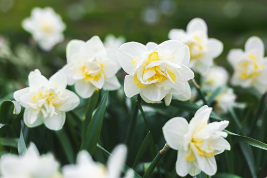 Daffodil-Narcissus - White Lion - 5 bulbs p-pack (226)