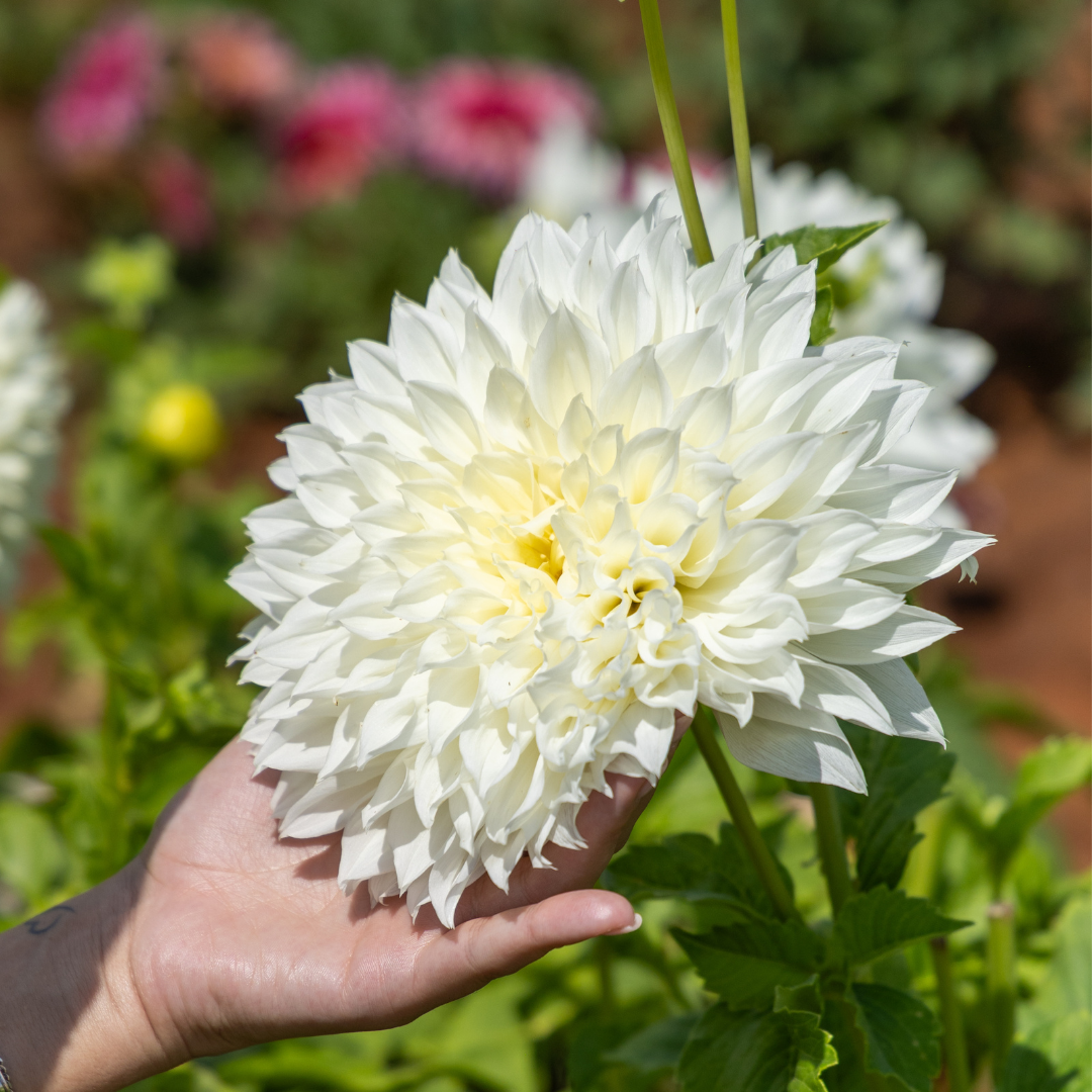 Dahlia Dinner Plate - White Perfection - 1 bulb p-pack (6510)