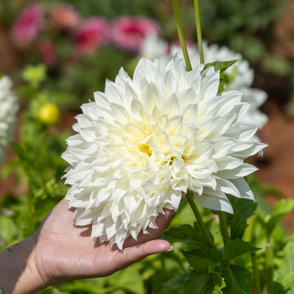 Dahlia Dinner Plate - White Perfection - 1 bulb p-pack (6510)