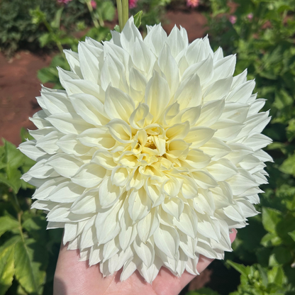 Dahlia Dinner Plate - White Perfection - 1 bulb p-pack (6510)