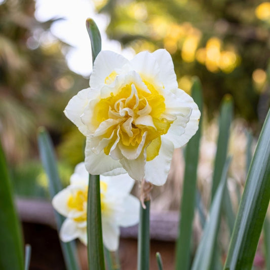 Daffodil-Narcissus - White Lion - 5 bulbs p-pack (226)