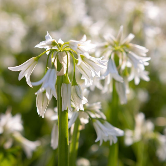 Allium 'Winter Fairy' - 35 bulbs p-pack (01)