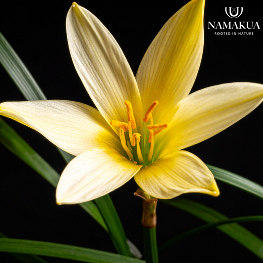 Zephyranthes primulina - 15 bulbs p-pack