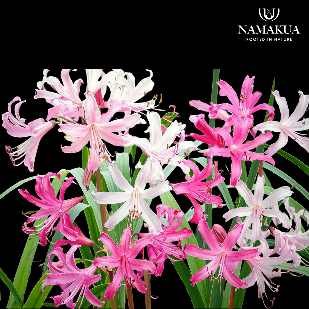 Amarine Belladiva - 3 bulbs p-pack