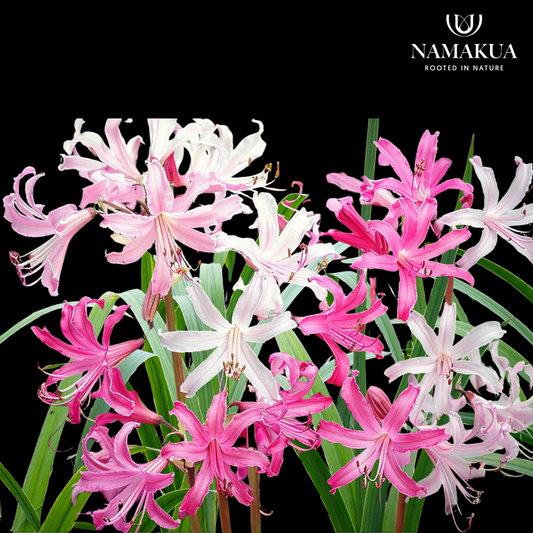 Amarine Belladiva - 3 bulbs p-pack