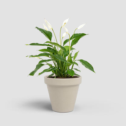 Amalia - Brio Pot