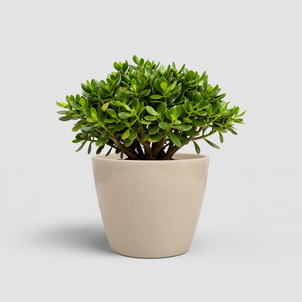 Emília - Brio Pot