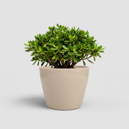 Emília - Brio Pot