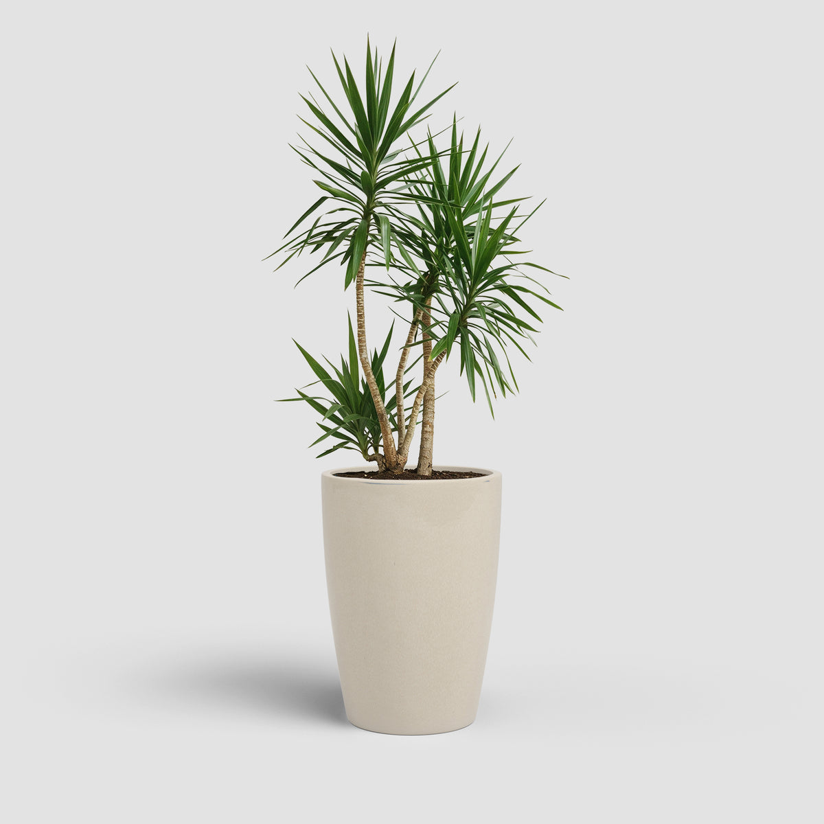 Emilia - Brio High Pot