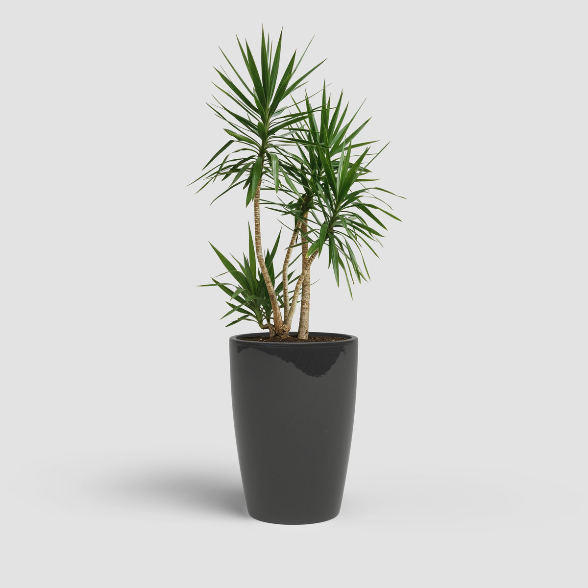 Emilia - Brio High Pot